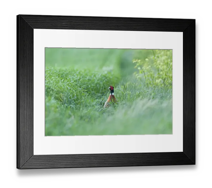 Framed Print : Pheasant Phasianus colchius male on edge of winter wheat crop Norfolk April Framed Print : Pheasant Phasianus colchius male on edge of winter wheat crop Norfolk April