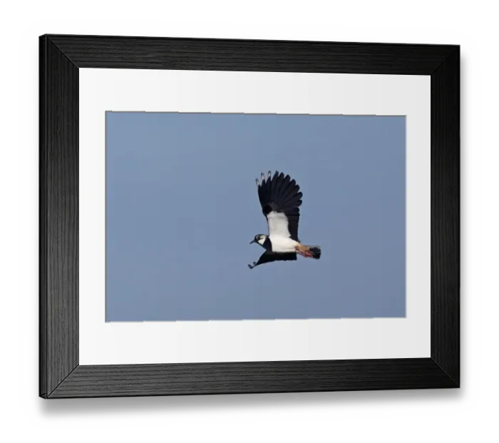 Framed Print : Northern Harrier Circus cyaneus female Bosque del Apache New Mexico January Framed Print : Northern Harrier Circus cyaneus female Bosque del Apache New Mexico January