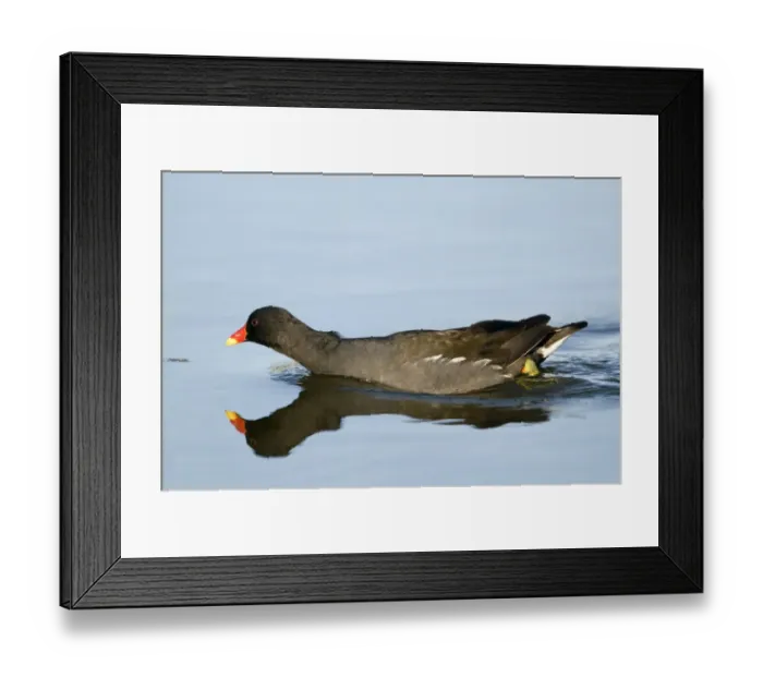 Framed Print : Moorhen Gallinula chloropus Cley Norfolk May Framed Print : Moorhen Gallinula chloropus Cley Norfolk May