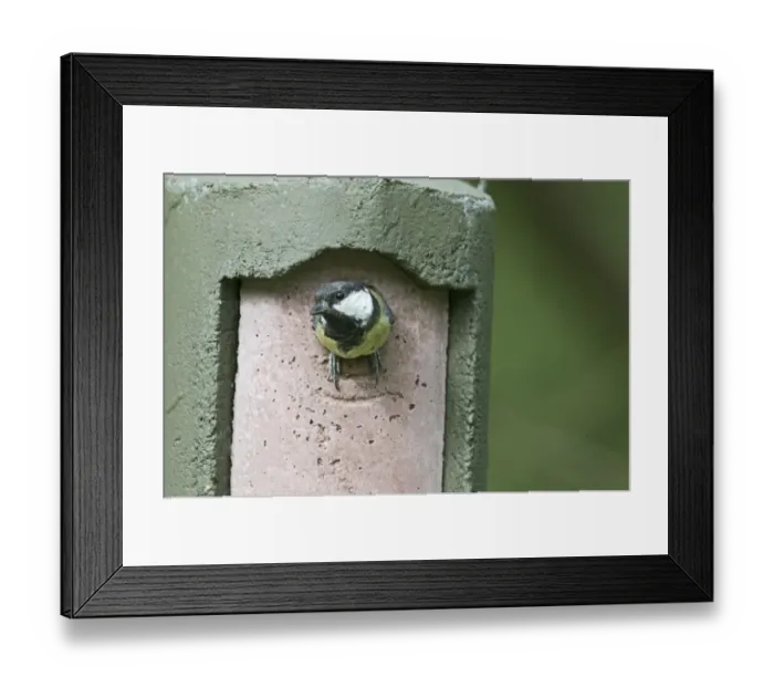 Framed Print : Great Tit Parus major emerging from nest box Norfolk June