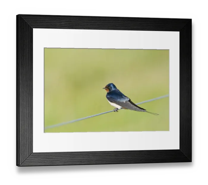Framed Print : Swallow Hirundo rustica Cley Norfolk May Framed Print : Swallow Hirundo rustica Cley Norfolk May