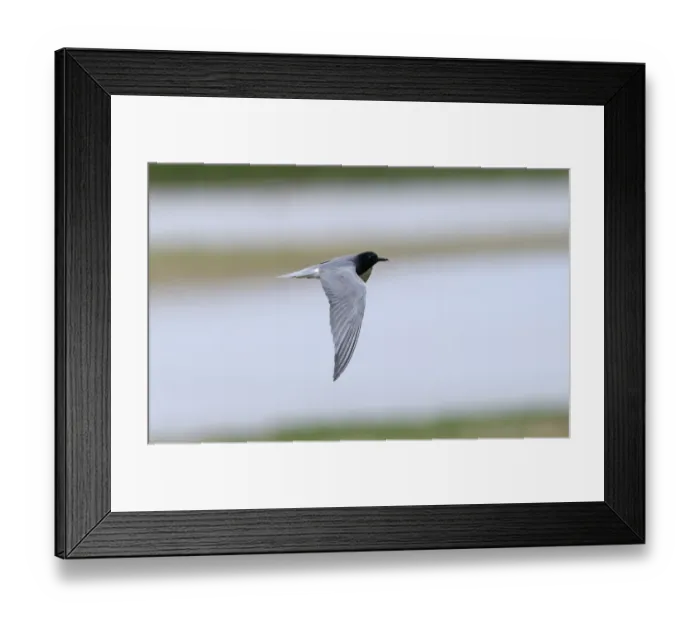Framed Print : Black Tern Chlidonias niger adult summer Cley Norfolk May Framed Print : Black Tern Chlidonias niger adult summer Cley Norfolk May
