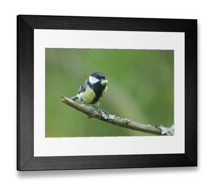 Framed Print : Great Tit Parus major taking caterpillar back to nest Norfolk June