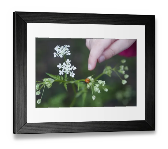 Framed Print : Toddler pointing at Ladybird in garden Norfolk April Framed Print : Toddler pointing at Ladybird in garden Norfolk April