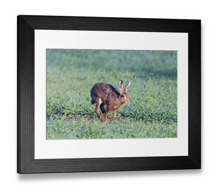 Framed Print : Brown Hare Lepus europaeus Norfolk April Framed Print : Brown Hare Lepus europaeus Norfolk April