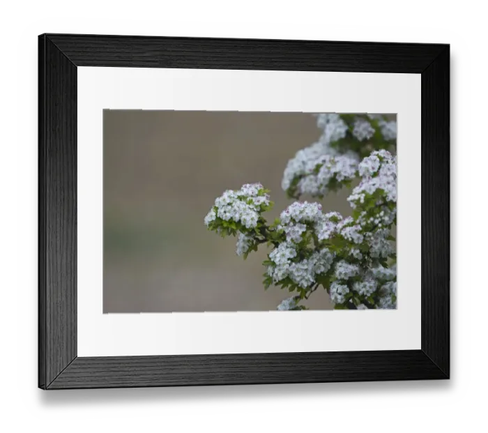 Framed Print : Hawthorn Crataegus monogyna in bloom Norfolk May Framed Print : Hawthorn Crataegus monogyna in bloom Norfolk May