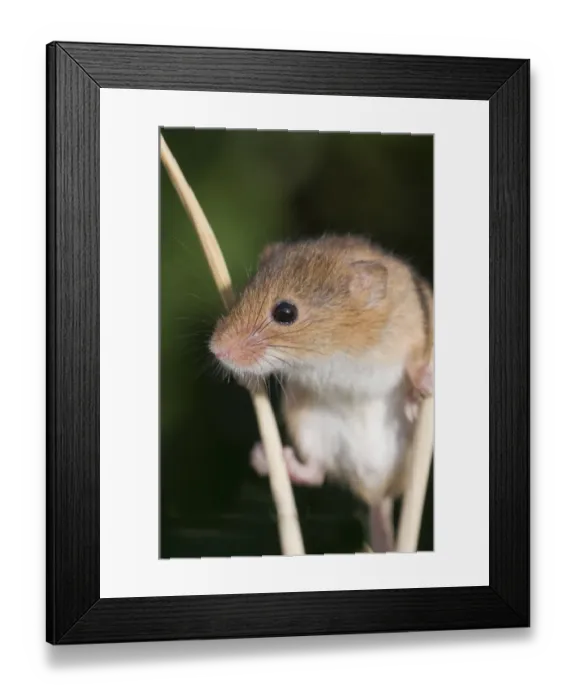 Framed Print : Harvest Mouse Micromys minutus on Barley Norfolk July Framed Print : Harvest Mouse Micromys minutus on Barley Norfolk July