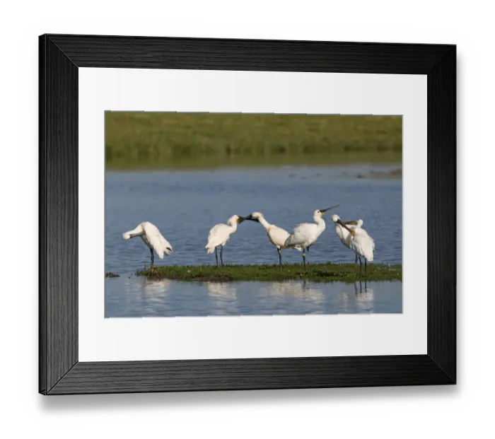 Framed Print : Spoonbills Platalea leucorodia Cley Norfolk July Framed Print : Spoonbills Platalea leucorodia Cley Norfolk July