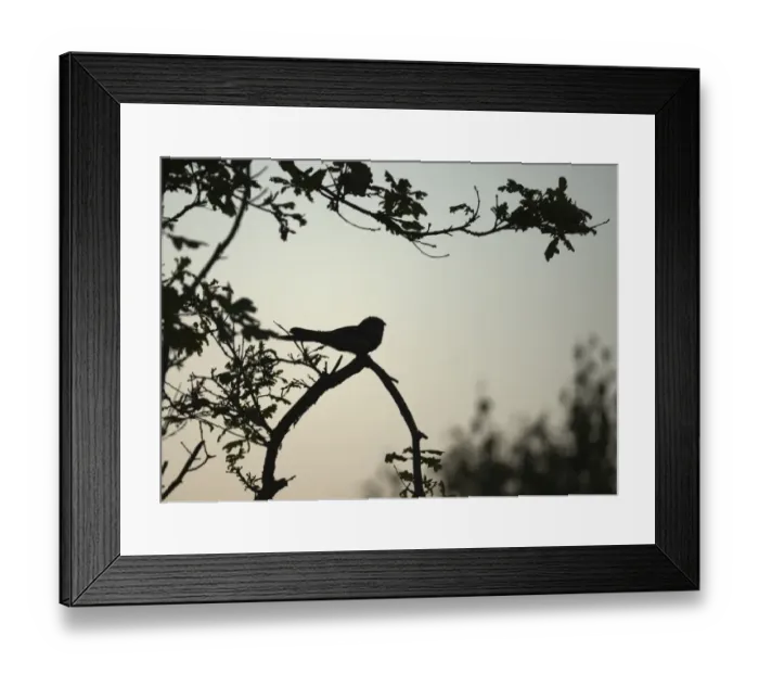 Framed Print : Nightjar Capremulgus europaea silhouetted on song post Norfolk June Framed Print : Nightjar Capremulgus europaea silhouetted on song post Norfolk June