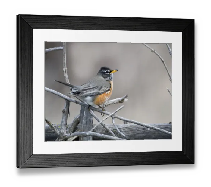 Framed Print : American Robin Turdus migratorius male Nebraska USA April Framed Print : American Robin Turdus migratorius male Nebraska USA April