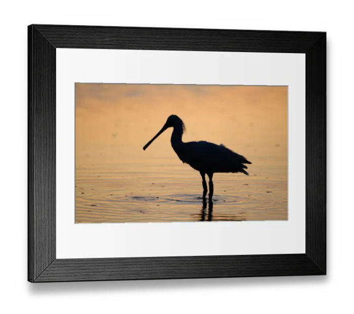 Framed Print : Spoonbill Platalea leucorodia silhouetted at dusk Cley Norfolk July Framed Print : Spoonbill Platalea leucorodia silhouetted at dusk Cley Norfolk July