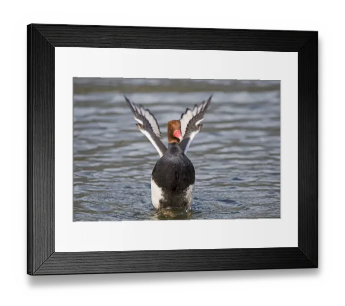 Framed Print : Red-crested Pochard Netta rufina male France Feb Framed Print : Red-crested Pochard Netta rufina male France Feb