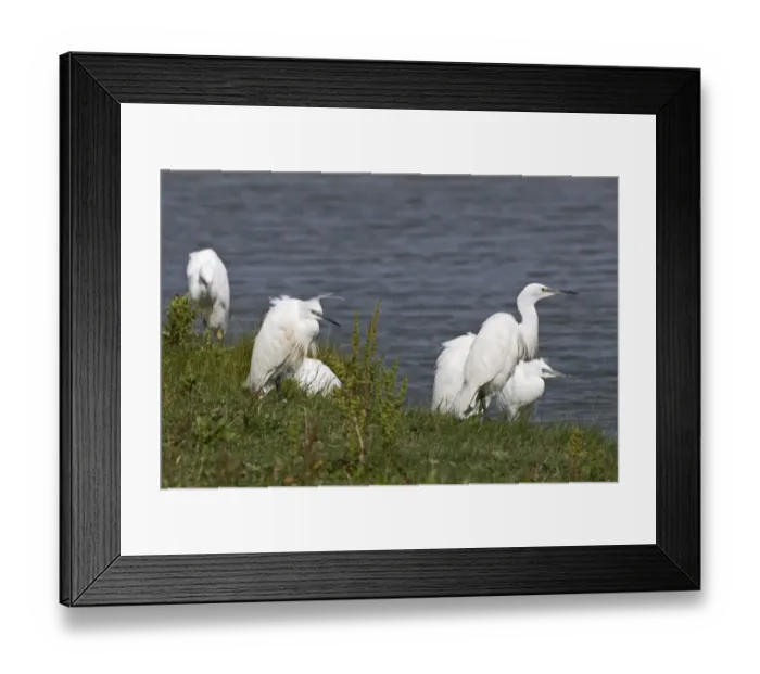 Framed Print : Little Egrets Egretta garzetta Cley Norfolk July Framed Print : Little Egrets Egretta garzetta Cley Norfolk July