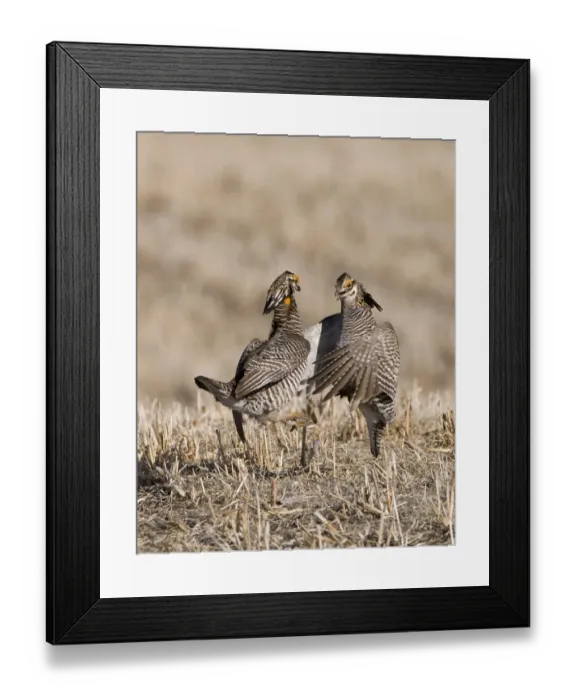 Framed Print : Greater Prairie-Chicken Tympanchus cupido fighting on lekking ground in the Sandhills Framed Print : Greater Prairie-Chicken Tympanchus cupido fighting on lekking ground in the Sandhills