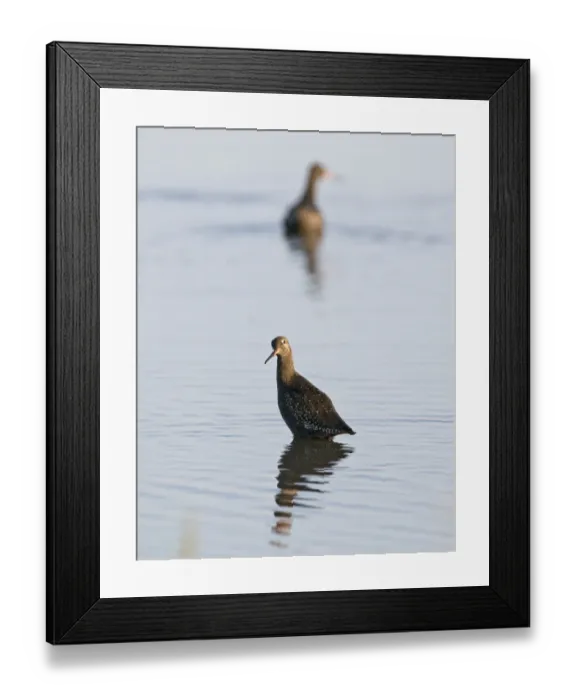 Framed Print : Spotted Redshank Tringa erythropus adult summer Titchwell Norfolk July Framed Print : Spotted Redshank Tringa erythropus adult summer Titchwell Norfolk July
