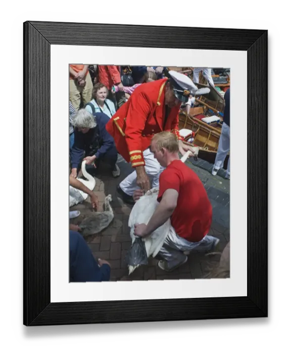 Framed Print : The Queens Swan Marker David Barber (with feather in cap) passes a Mute Swan during Framed Print : The Queens Swan Marker David Barber (with feather in cap) passes a Mute Swan during