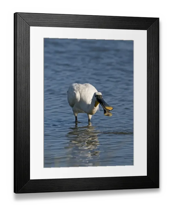 Framed Print : Spoonbill Platalea leucorodia Cley Norfolk July Framed Print : Spoonbill Platalea leucorodia Cley Norfolk July