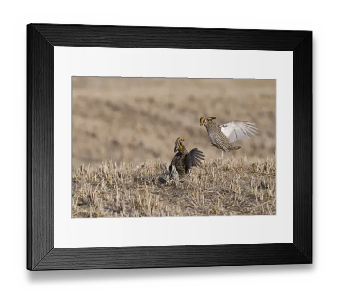 Framed Print : Greater Prairie-Chicken Tympanchus cupido fighting on lekking ground in the Sandhills Framed Print : Greater Prairie-Chicken Tympanchus cupido fighting on lekking ground in the Sandhills