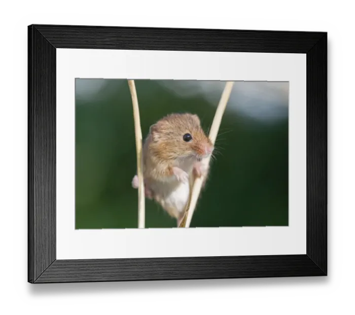 Framed Print : Harvest Mouse Micromys minutus Norfolk June Framed Print : Harvest Mouse Micromys minutus Norfolk June
