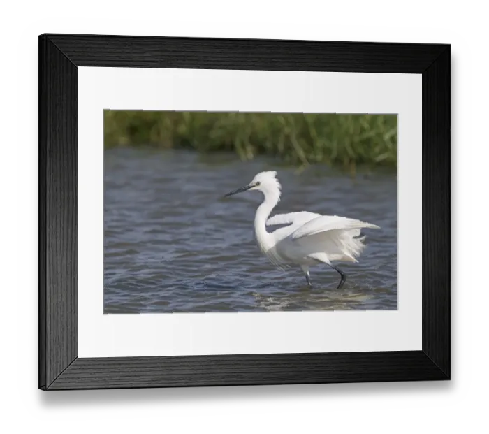 Framed Print : Little Egret Egretta garzetta fishing Norfolk July Framed Print : Little Egret Egretta garzetta fishing Norfolk July