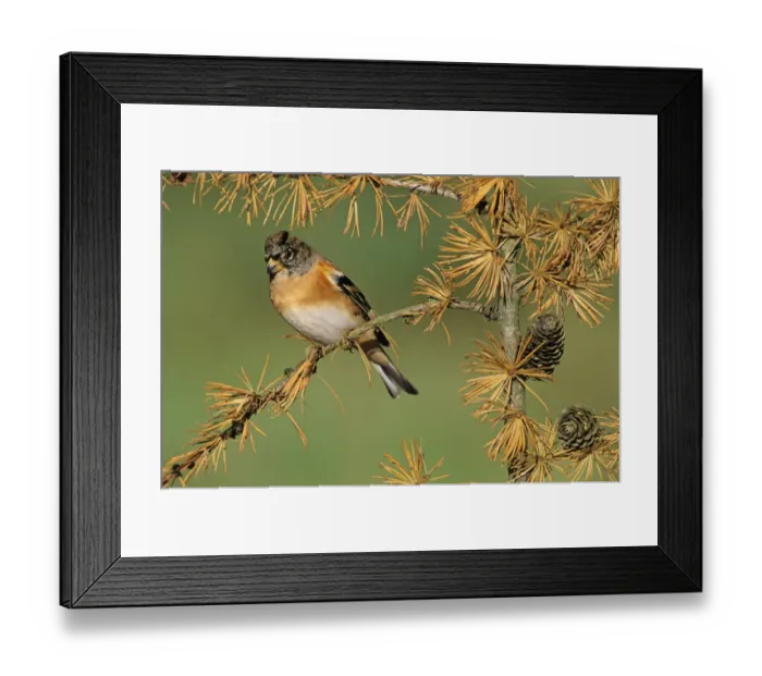Framed Print : Brambling Fringilla montifringilla Kent UK winter Framed Print : Brambling Fringilla montifringilla Kent UK winter
