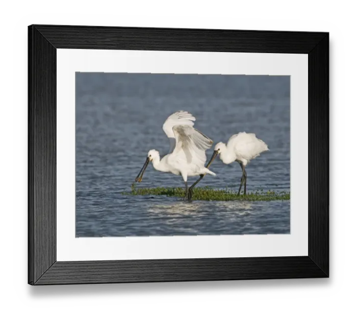 Framed Print : Spoonbills Platalea leucorodia immatures Cley Norfolk July Framed Print : Spoonbills Platalea leucorodia immatures Cley Norfolk July