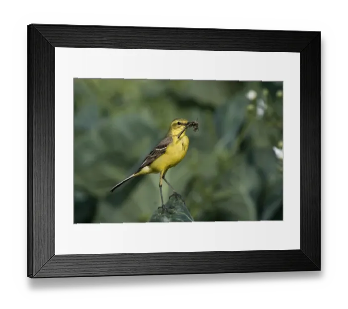 Framed Print : Yellow Wagtail Motacilla flava male with food for young in nest under cabbage leaf Framed Print : Yellow Wagtail Motacilla flava male with food for young in nest under cabbage leaf