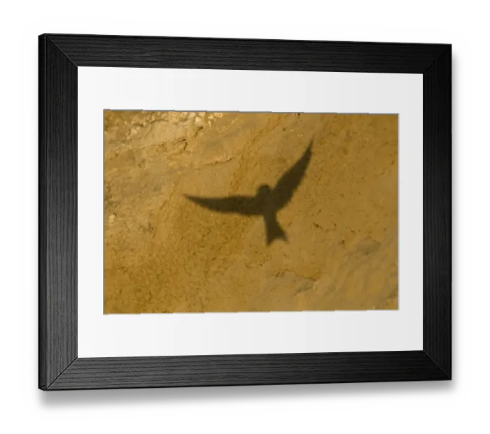 Framed Print : Shadow of flying Sand Martin Riparia riparia Norfolk July Framed Print : Shadow of flying Sand Martin Riparia riparia Norfolk July