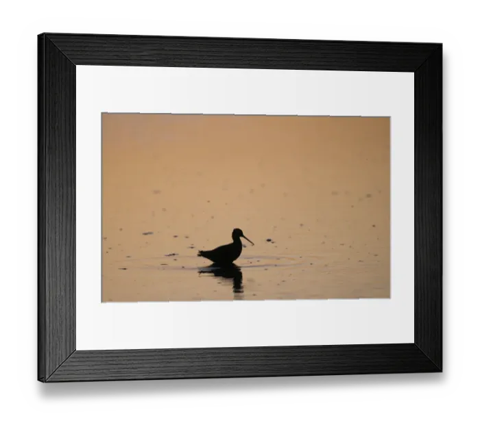 Framed Print : Spotted Redshank Tringa erythropus silhouetted at dusk Titchwell Norfolk July Framed Print : Spotted Redshank Tringa erythropus silhouetted at dusk Titchwell Norfolk July