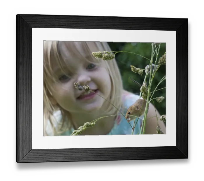 Framed Print : Young girl watching Harvest Mouse Micromys minutus mouse being released as part of Framed Print : Young girl watching Harvest Mouse Micromys minutus mouse being released as part of