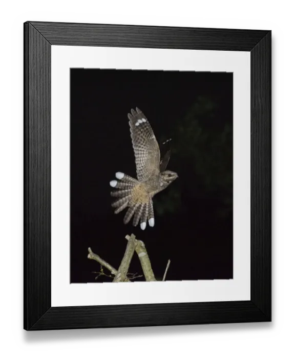 Framed Print : Nightjar Caprimulgus europaea male leaving song post Norfolk June Framed Print : Nightjar Caprimulgus europaea male leaving song post Norfolk June