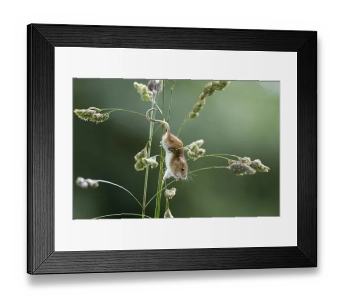 Framed Print : Harvest Mouse Micromys minutus on nature reserve Norfolk June Framed Print : Harvest Mouse Micromys minutus on nature reserve Norfolk June