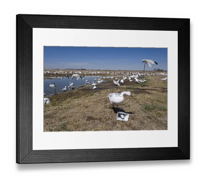 Framed Print : Snow Goose decoys on farm near River Platte Nebraska USA April Framed Print : Snow Goose decoys on farm near River Platte Nebraska USA April