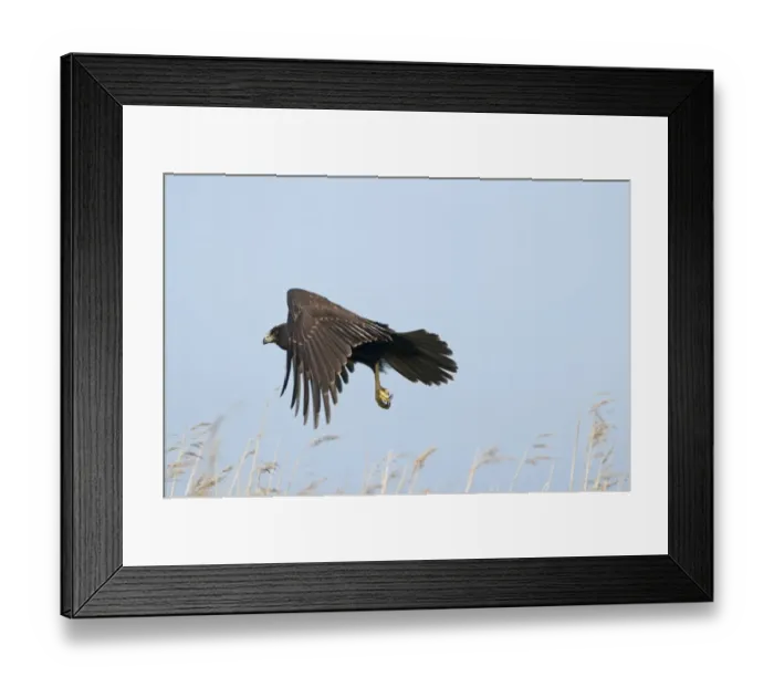 Framed Print : Marsh Harrier Circus aeruginosus juvenile Norfolk July Framed Print : Marsh Harrier Circus aeruginosus juvenile Norfolk July