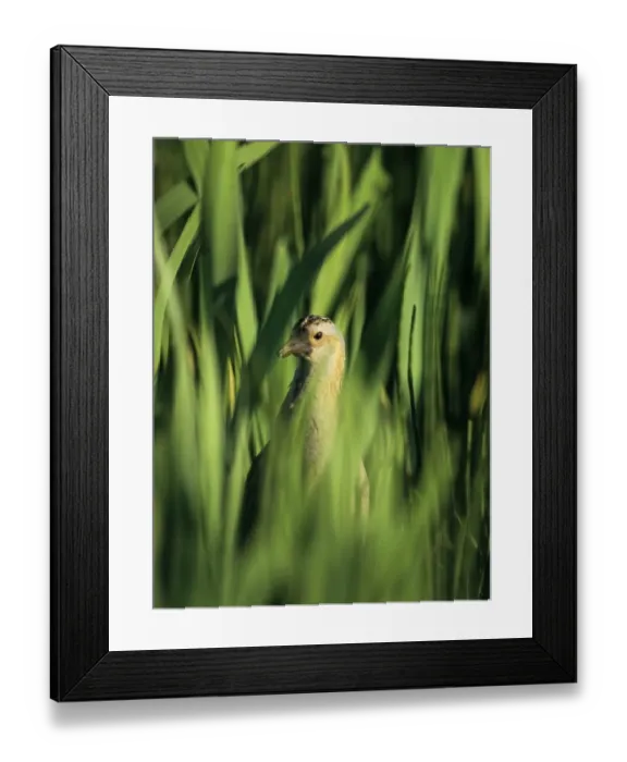 Framed Print : Corncrake, Crex crex in Iris bed on Balranald RSPB Reserve North Uist Outer Hebrides Framed Print : Corncrake, Crex crex in Iris bed on Balranald RSPB Reserve North Uist Outer Hebrides