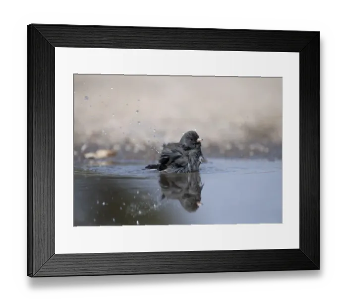 Framed Print : Dark-Eyed (Slate-coloured) Junco Junco hyemalis bathing Nebraska USA April Framed Print : Dark-Eyed (Slate-coloured) Junco Junco hyemalis bathing Nebraska USA April