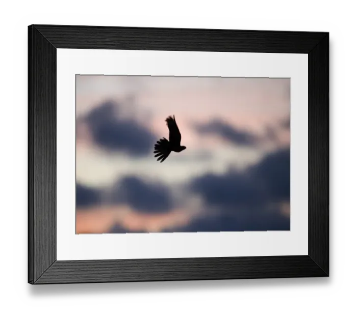 Framed Print : Nightjar Caprimulgus europaea over heath Norfolk June Framed Print : Nightjar Caprimulgus europaea over heath Norfolk June