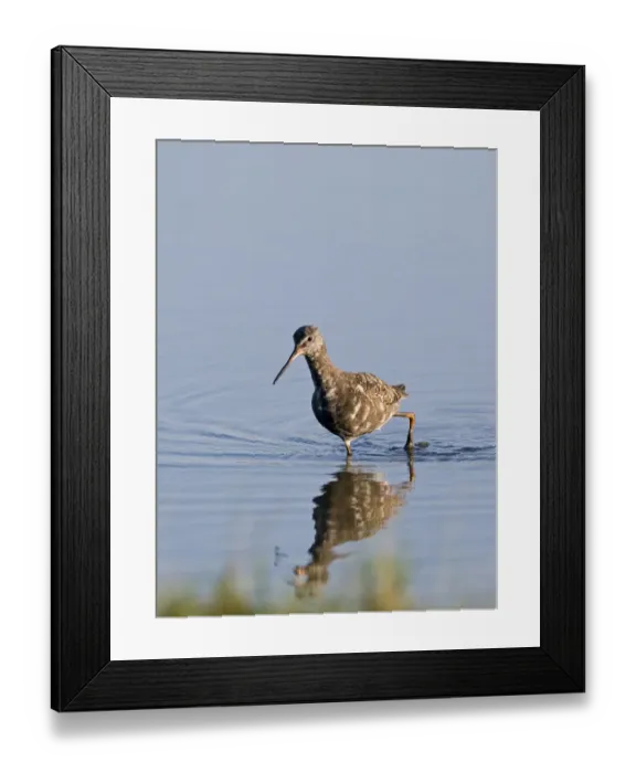 Framed Print : Moulting adult Spotted Redshank Tringa erythropus Titchwell Norfolk July Framed Print : Moulting adult Spotted Redshank Tringa erythropus Titchwell Norfolk July