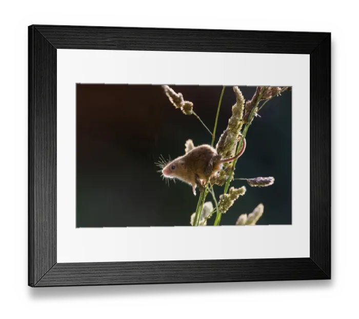 Framed Print : Harvest Mouse Micromys minutus baclit on grass stems Norfolk spring (wild - taken