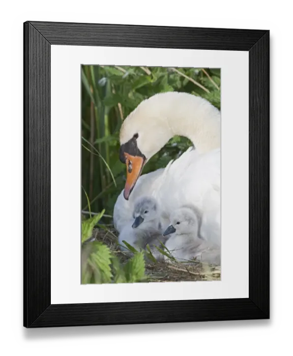 Framed Print : Mute Swan Cygnus olor with newborn chicks Cley Norfolk May Framed Print : Mute Swan Cygnus olor with newborn chicks Cley Norfolk May