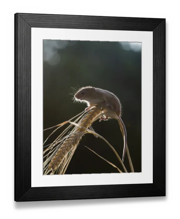 Framed Print : Harvest Mouse Micromys minutus on Barley Norfolk July Framed Print : Harvest Mouse Micromys minutus on Barley Norfolk July