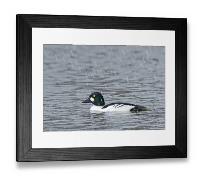 Framed Print : Goldeneye Bucephala clangula male in snow shower Norfolk Feb Framed Print : Goldeneye Bucephala clangula male in snow shower Norfolk Feb