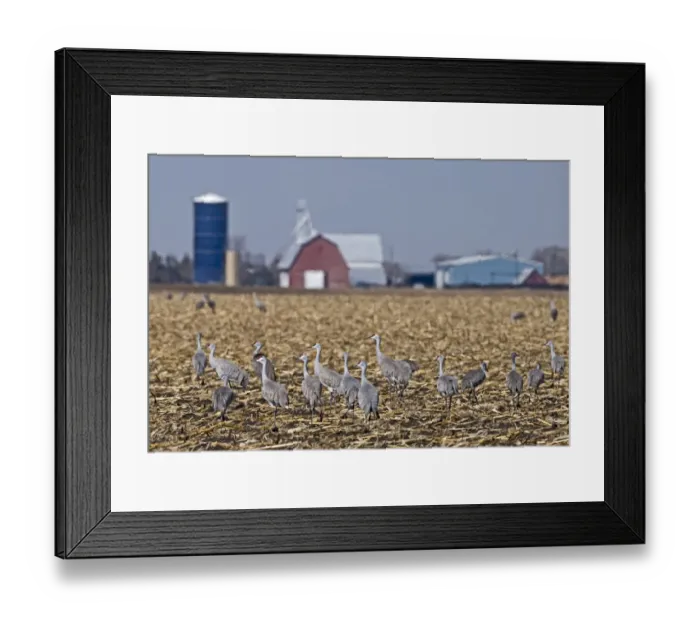 Framed Print : Sandhill Cranes Grus canadensis on fields by River Platte Nebraska April Framed Print : Sandhill Cranes Grus canadensis on fields by River Platte Nebraska April