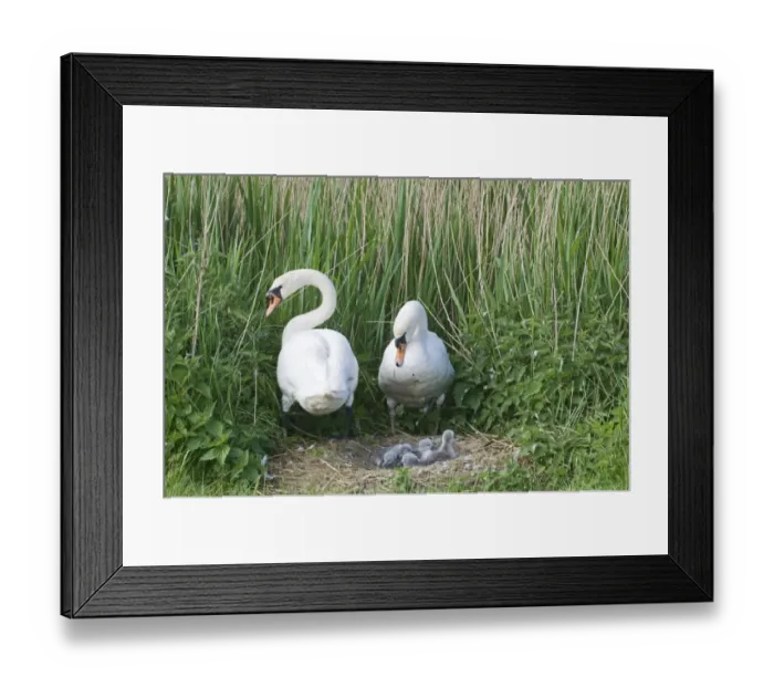 Framed Print : Mute Swan Cygnus olor pair with day old cygnets Cley Norfolk May