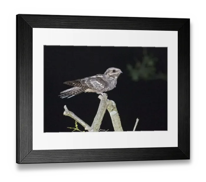 Framed Print : Nightjar Caprimulgus europaea male at song post Norfolk June Framed Print : Nightjar Caprimulgus europaea male at song post Norfolk June