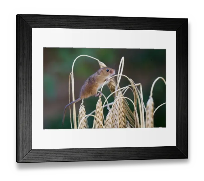 Framed Print : Harvest Mouse Micromys minutus on Barley Norfolk July Framed Print : Harvest Mouse Micromys minutus on Barley Norfolk July