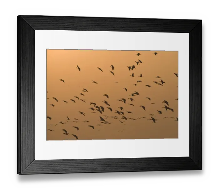Framed Print : Sandhill Cranes Grus canadensis arriving at roost on River Platte Nebraska USA April Framed Print : Sandhill Cranes Grus canadensis arriving at roost on River Platte Nebraska USA April