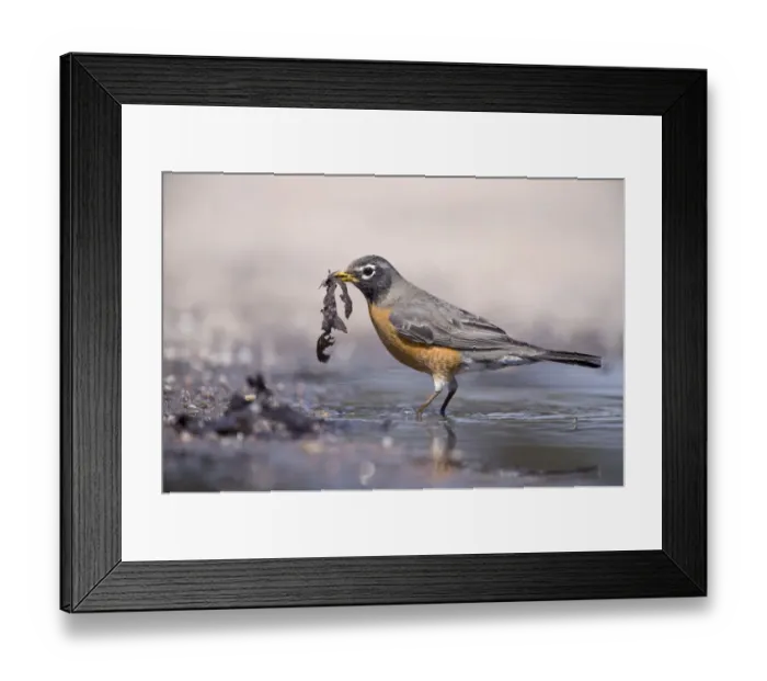 Framed Print : American Robin Turdus migratorius female collecting nest material Nebraska USA April Framed Print : American Robin Turdus migratorius female collecting nest material Nebraska USA April