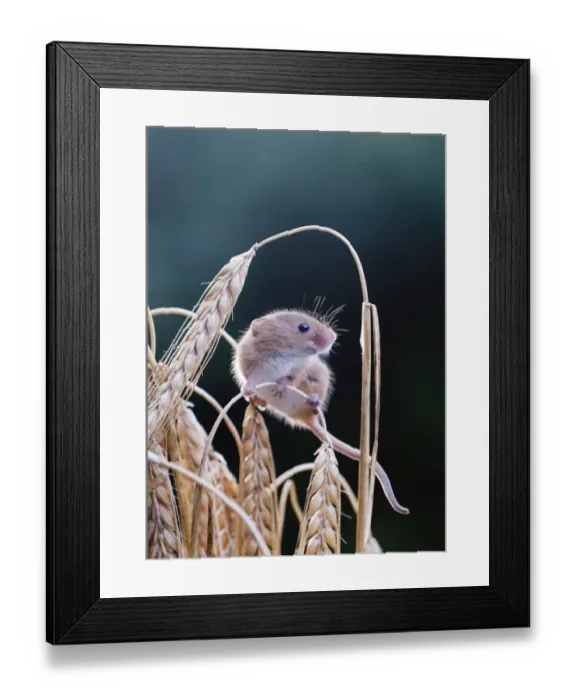 Framed Print : Harvest Mouse Micromys minutus on Barley Norfolk July Framed Print : Harvest Mouse Micromys minutus on Barley Norfolk July