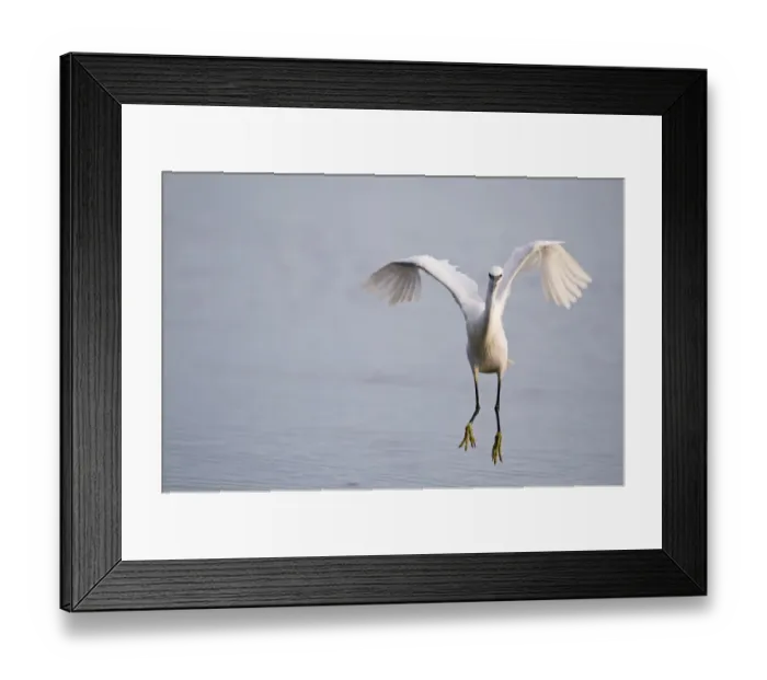 Framed Print : Little Egret Egretta garzetta coming in to land Norfolk July Framed Print : Little Egret Egretta garzetta coming in to land Norfolk July